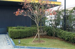 お庭のリフォーム画像0